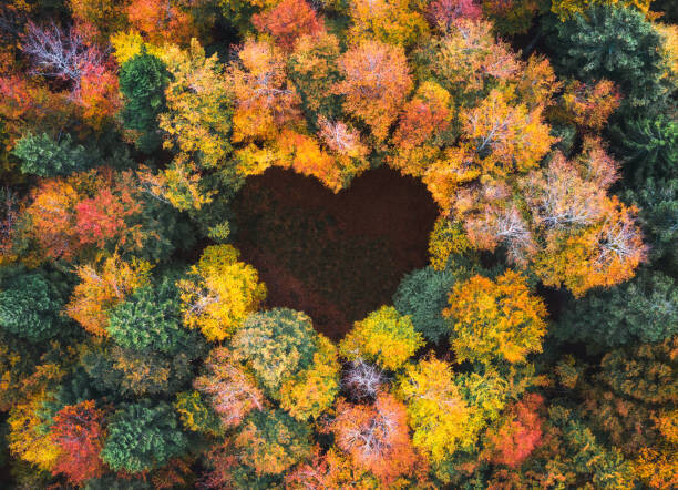 Obraz na płótnie Heart Shape In Autumn Forest