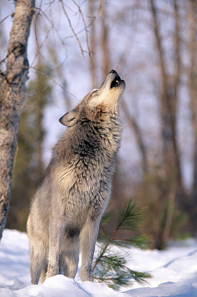 Obraz na płótnie HOWLING GREY WOLF, MONTANA
