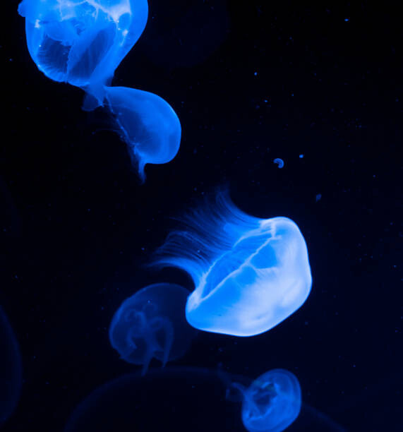 Obraz na płótnie Jellyfish