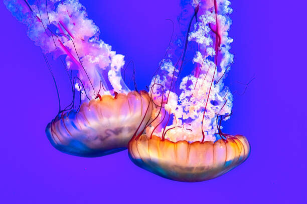 Obraz na płótnie Jellyfish In The Water