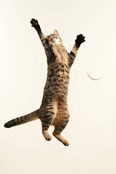 Obraz na płótnie Jumping cat