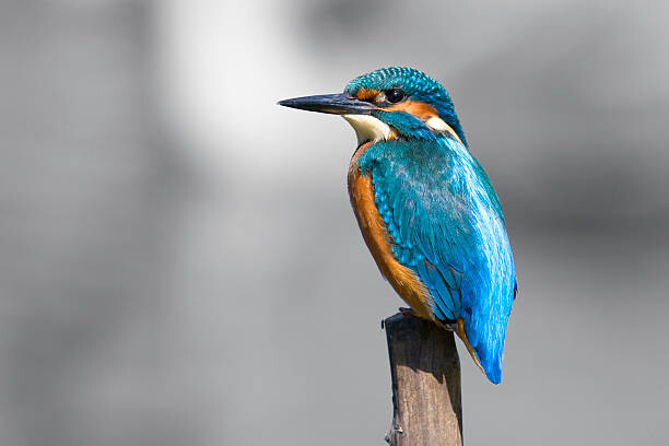 Obraz na płótnie Kingfisher  (Alcedo atthis)