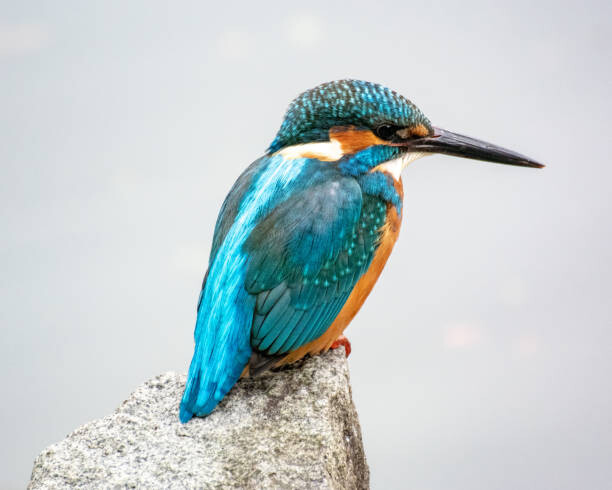 Obraz na płótnie Kingfisher, Kawasemi