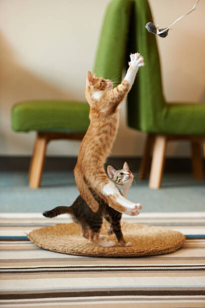 Obraz na płótnie kitten jumping to catch a toy.