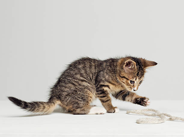 Obraz na płótnie Kitten playing with string, side view, studio shot