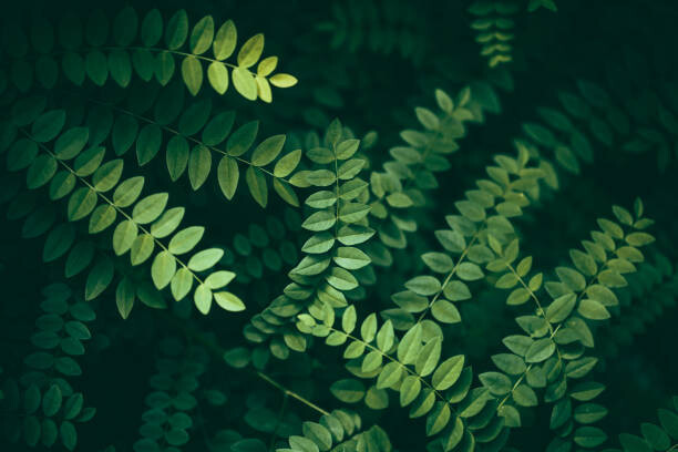 Obraz na płótnie Leaf Background