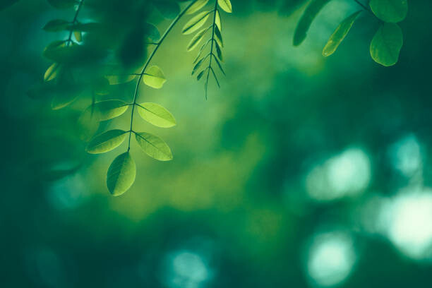 Obraz na płótnie Leaf Background