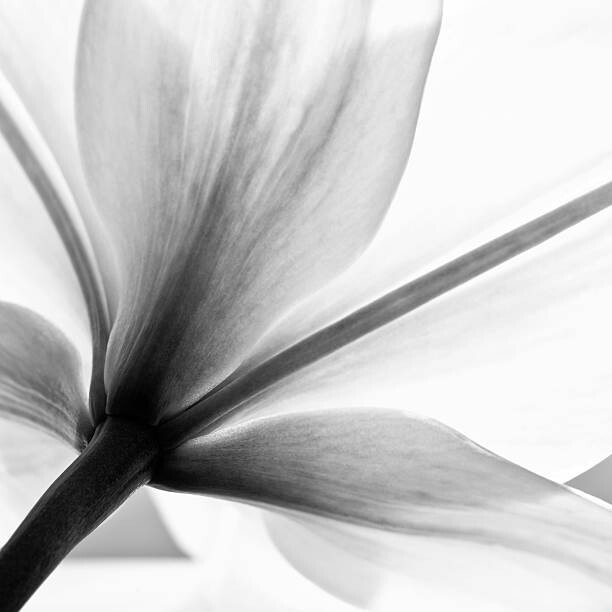 Obraz na płótnie lily flower