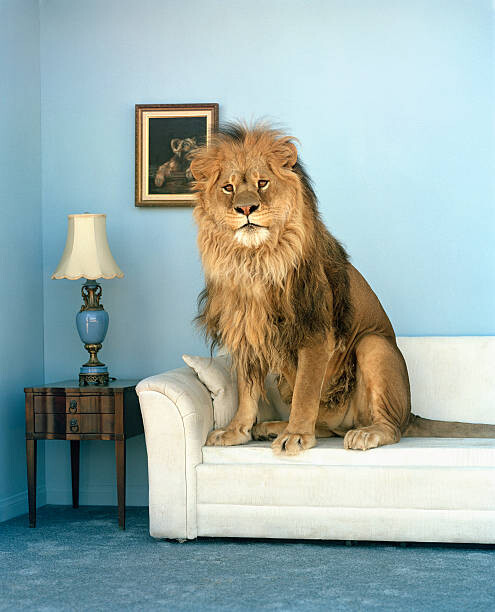 Obraz na płótnie Lion sitting on couch