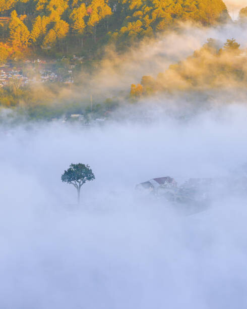 Obraz na płótnie lonely tree in the fog with