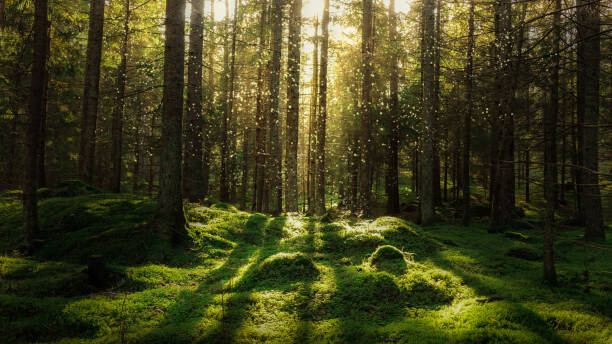 Obraz na płótnie Magical fairytale forest.