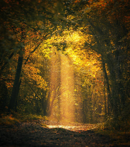 Obraz na płótnie Magical forest landscape with sunbeam lighting