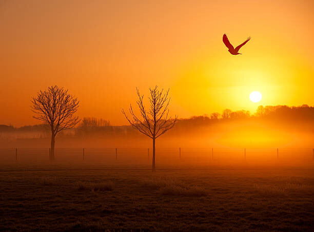 Obraz na płótnie Misty sunrise with crow