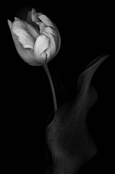 Obraz na płótnie Monochrome multi-shaded Parrot Tulip