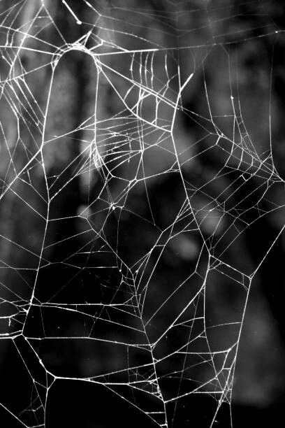 Obraz na płótnie Monochrome Web