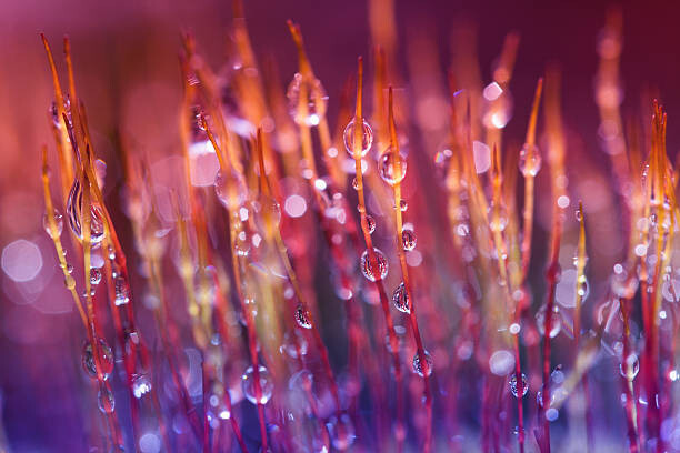 Obraz na płótnie moss macro
