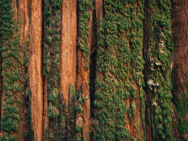 Obraz na płótnie Natural moss pattern on cedar tree