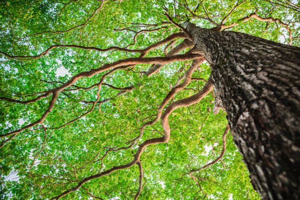 Obraz na płótnie New green leaf tree in nature forest