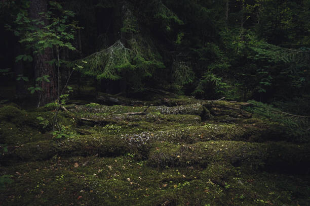 Obraz na płótnie Old coniferous forest with moss and