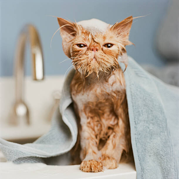 Obraz na płótnie Orange Persian cat  under towel