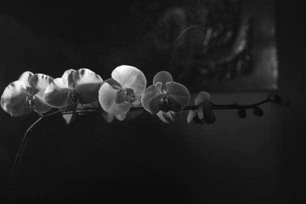 Obraz na płótnie Orchids in black and white 1