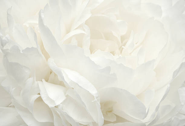Obraz na płótnie Pale Peony