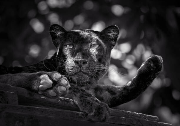 Obraz na płótnie Panther or leopard are relaxing