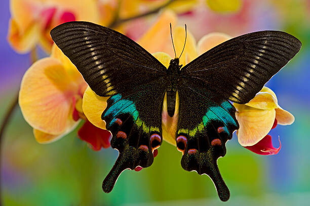 Obraz na płótnie Papilio Krishna from China on Orchid