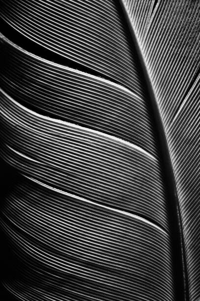 Obraz na płótnie Piece of bird feathers