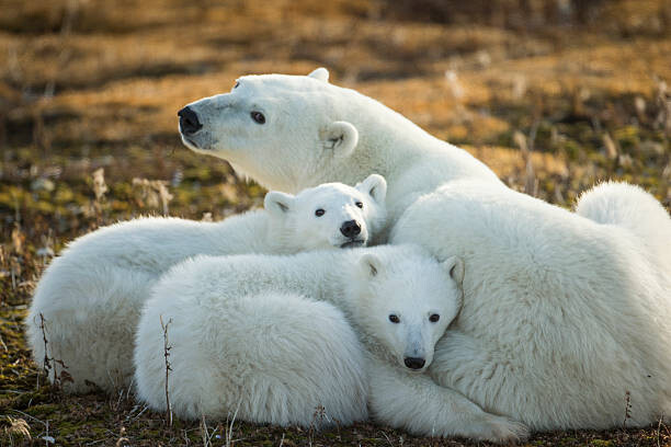 Obraz na płótnie Polar Bear and Cubs by Hudson