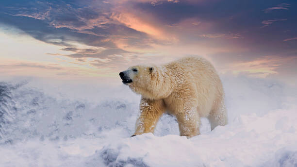Obraz na płótnie Polar Bear  enjoy playing in