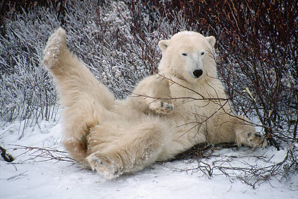 Obraz na płótnie Polar Bear Lying in Snow
