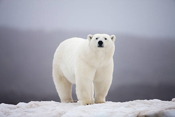 Obraz na płótnie Polar Bear on ice