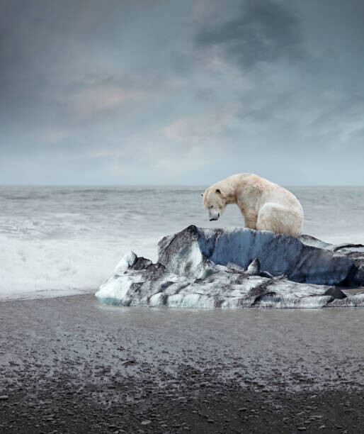 Obraz na płótnie Polar bear on the melting iceberg