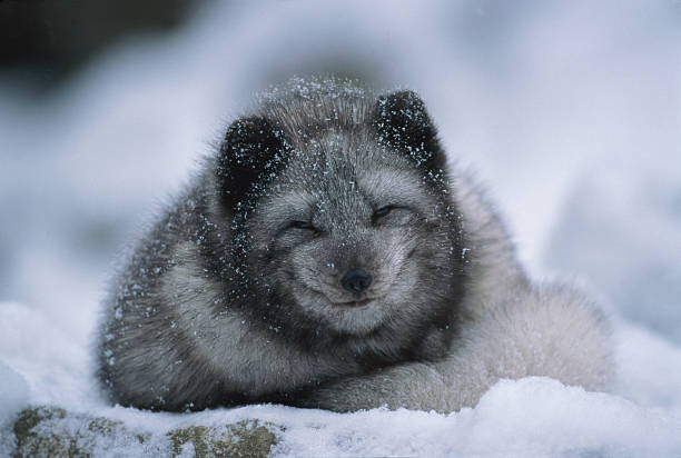Obraz na płótnie Polar fox cub, winter
