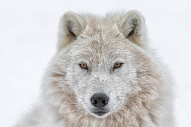 Obraz na płótnie Portrait of arctic wolf