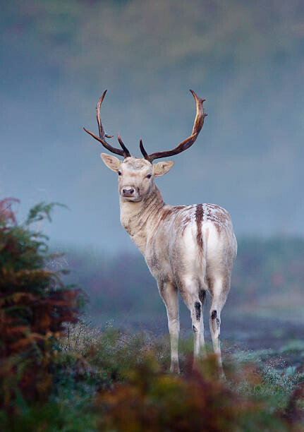 Obraz na płótnie Portrait of fallow deer stag