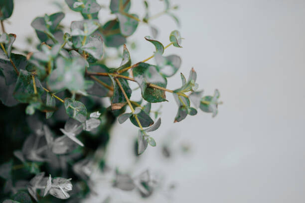 Obraz na płótnie potted eucalyptus gunni at home with copyspace