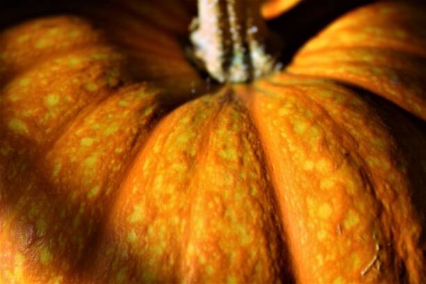 Obraz na płótnie Pumpkin Skin Texture