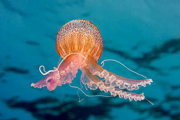 Obraz na płótnie PURPLE-STRIPED JELLY FISH