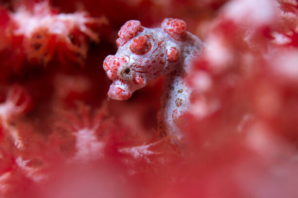 Obraz na płótnie Pygmy Seahorse reef