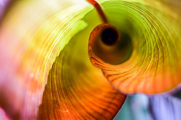 Obraz na płótnie Red Abyssinian Banana Leaf Curl
