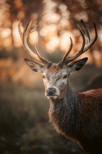 Obraz na płótnie Red Deer Stag Portrait