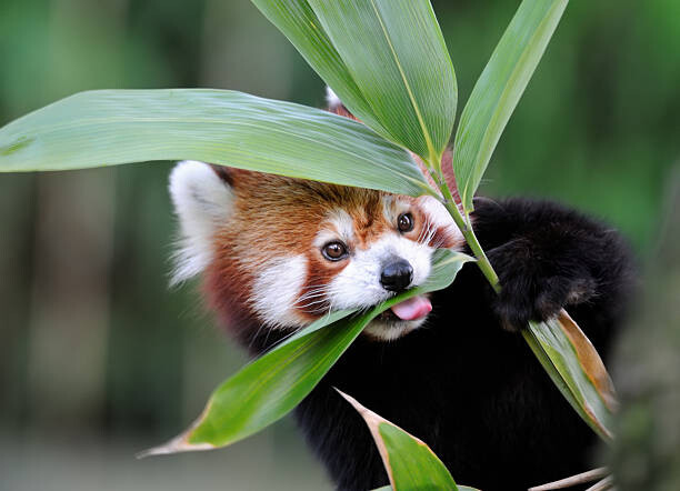 Obraz na płótnie red panda