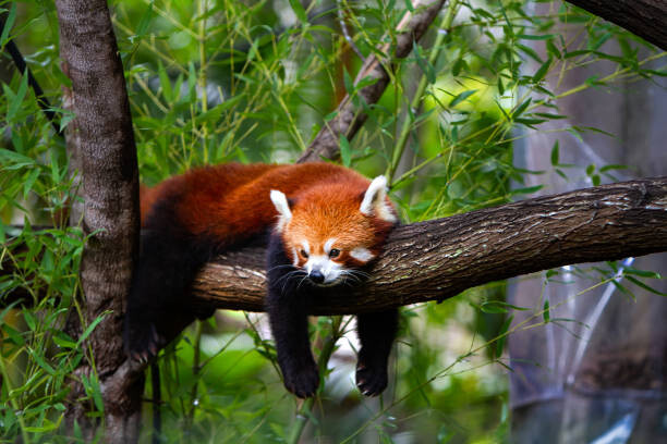Obraz na płótnie Red panda