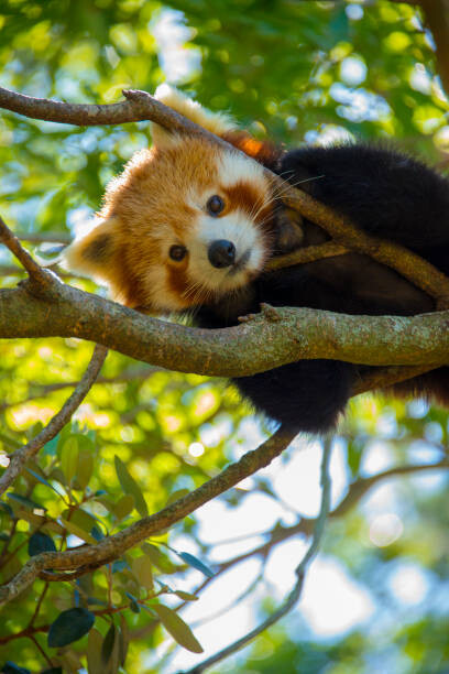 Obraz na płótnie Red Panda