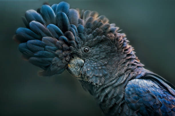 Obraz na płótnie Red Tailed Black Cockatoo