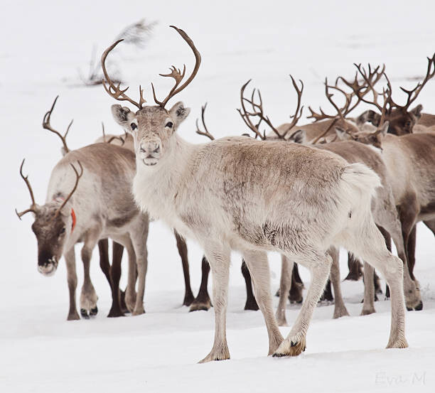 Obraz na płótnie Reindeer with antlers
