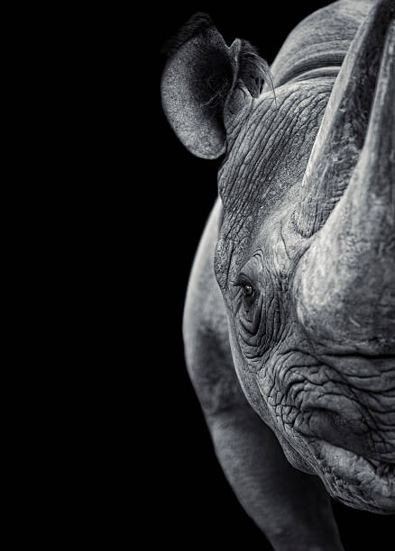 Obraz na płótnie Rhinoceros
