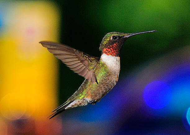 Obraz na płótnie Ruby Throated Hummingbird
